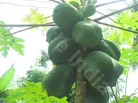 Papaya