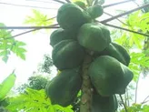 Papaya