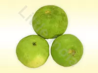 Tinda - 500g