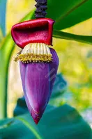 Banana flower