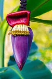 Banana flower