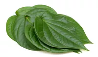 Betel Leaf (Only by Order) 250g