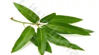 Mango Leaves (Only by Order) 20g