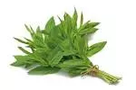 Mint leaves (10 bunch)