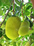 Green Jack Fruit  1600gm