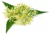 Neem leaves flower 20G