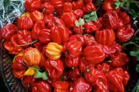 Hot Red Pepper Chilli  250G(African Epicure)